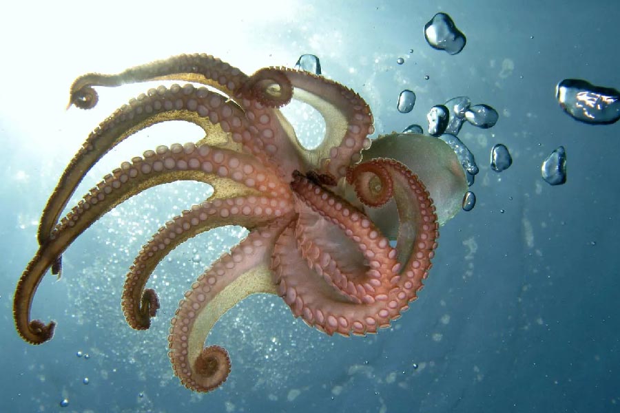 আন্টার্কটিকায় ভস্টক হ্রদের গভীরে গবেষণা চালানোর সময় অদ্ভুত এক জীব খুঁজে পেয়েছিলেন রুশ বিজ্ঞানীরা। ১০ মিটার লম্বা। রয়েছে ১৪টি শুঁড়। নাম দেন অর্গানিজ়ম ৪৬বি। যদিও সেই আবিষ্কার নিয়ে ক্রমেই রহস্য ঘনীভূত হয়েছে। 