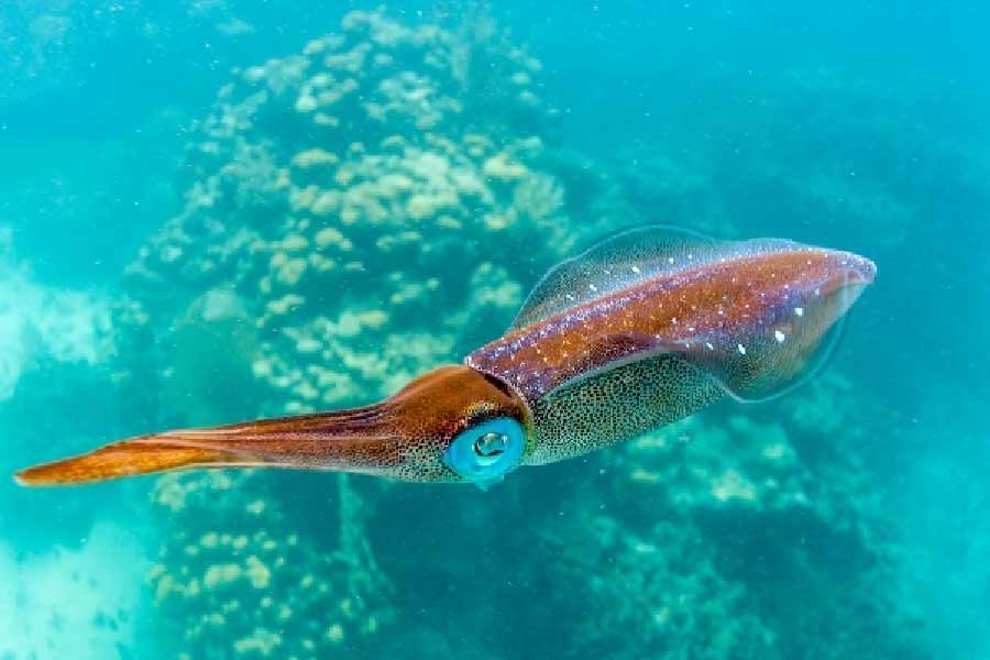 অ্যান্টনের এক সহকর্মীকে এ ভাবেই খুন করেছিল অর্গানিজ়ম ৪৬বি। অ্যান্টনের কথায়, যে জলে বিষ মিশিয়েছিল স্কুইডটি, সেখানে পা দেন ওই বিজ্ঞানী। হাসতে হাসতে ক্রমেই হ্রদে এগিয়ে চলেন। তার পর সব শেষ। 