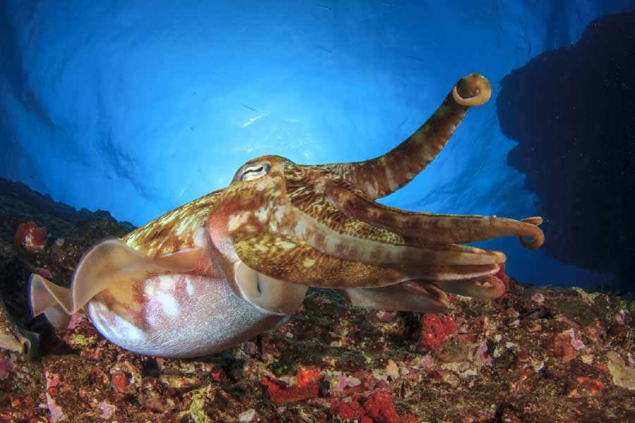 বিজ্ঞানী অ্যান্টন জানান, আমাদের চোখের সামনেই নিজের শুঁড় দিয়ে ওই বিজ্ঞানীর মাথা ছিঁড়ে দেয়। তার পর নিজের মুখে পুরে দেয় শরীরটা। দেখে মনে হচ্ছিল, স্কুইডটি সম্মোহন করেছে ওই বিজ্ঞানীকে। আমরা নিরুপায় হয়ে গোটা ঘটনা দাঁড়িয়ে দেখছিলাম।