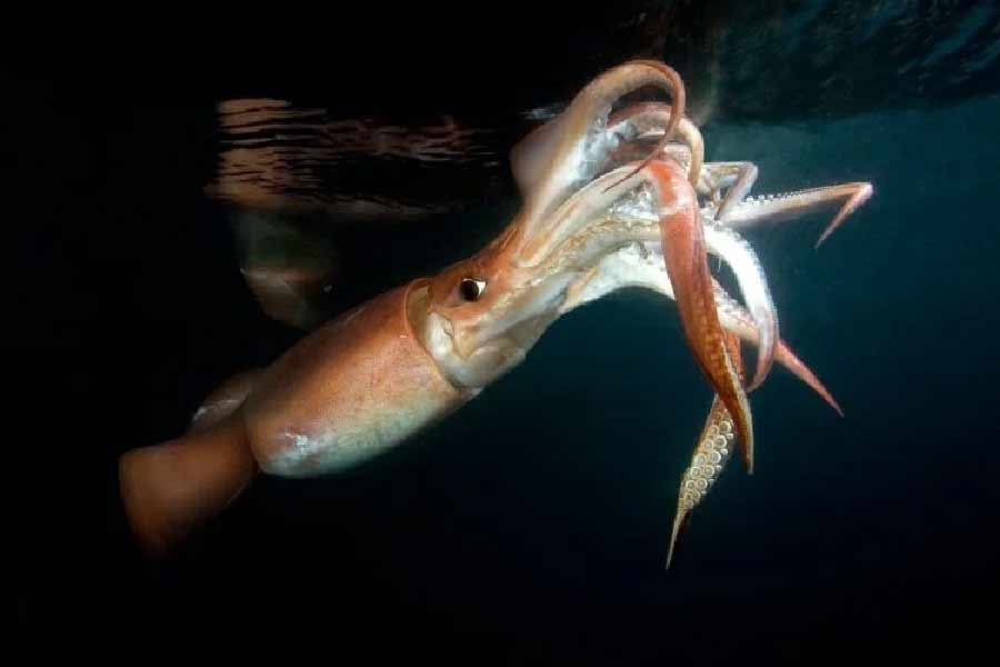 অ্যান্টনের আরও দাবি, নিজের শুঁড় দিয়ে শিকার ধরে অর্গানিজ়ম ৪৬বি। এমনকি শুঁড়টি তাঁর দেহ থেকে আলাদা করলেও তা শিকার ধরতে সক্ষম। তাঁর দাবি, স্কুইডের একটি শুঁড় কেটে দেওয়া হয়েছিল। তার বেশ কয়েক ঘণ্টা পরও ওই শুঁড়টি টিপে ধরেছিল এক বিজ্ঞানীর গলা। শেষে মারা যান ওই বিজ্ঞানী।