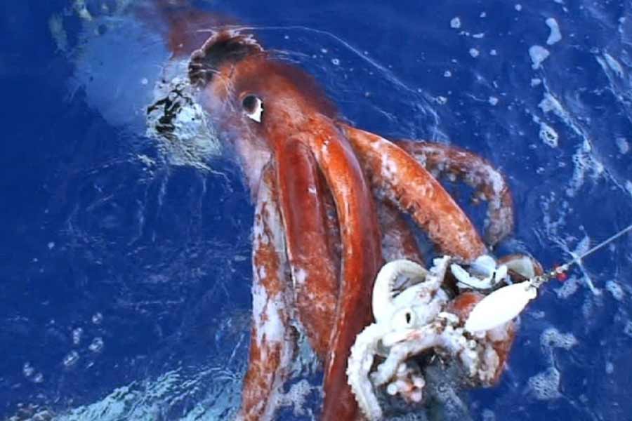 অ্যান্টন দাবি করেন, কিছু অক্টোপাস একসঙ্গে দু’লক্ষ ডিম পাড়ে। অর্গানিজ়ম ৪৬বি অতগুলো ডিম এক সঙ্গে পাড়লে চরম বিপদ ঘনিয়ে আসতে পারে। ধ্বংস হতে পারে মানবসভ্যতা। রুশ প্রেসিডেন্ট ভ্লাদিমির পুতিন কি এ রকমই কিছু করার চেষ্টা করছেন?  কী ভাবছেন তিনি?  বিজ্ঞানীর দাবিতে উদ্বেগ আরও বেড়েছে। 