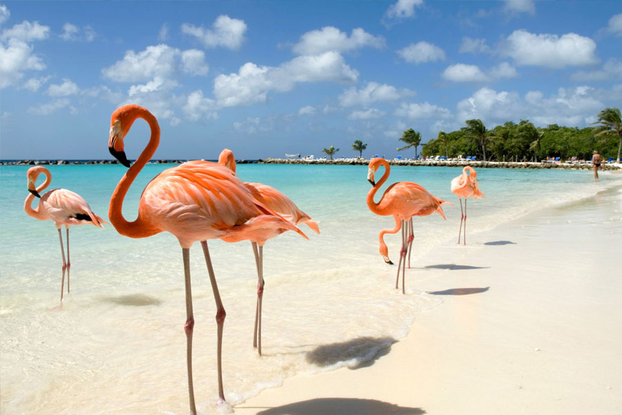 মায়ামি বা অ্যাটলান্টা থেকে বনেয়ারে পৌঁছনোর সরাসরি বিমান পরিষেবাও রয়েছে।   