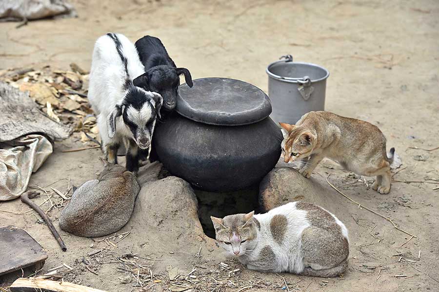 উষ্ণতার খোঁজে। বালুরঘাটে। নিজস্ব চিত্র