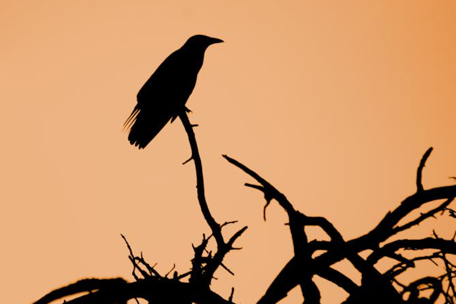 অপরাধ করলে তার জন্য শাস্তির বিষয়টি সেই রাজাদের শাসনকাল থেকেই চলে আসছে। কখনও অপরাধীদের দেশছাড়া হতে হত। কখনও বা রাজা মৃত্যুদণ্ডের নির্দেশ দিতেন। কিন্তু প্রাচীন পারস্যের (বর্তমান ইরান) রাজারা মৃত্যুদণ্ডের নামে ভয়ঙ্কর পন্থা অবলম্বন করতেন।