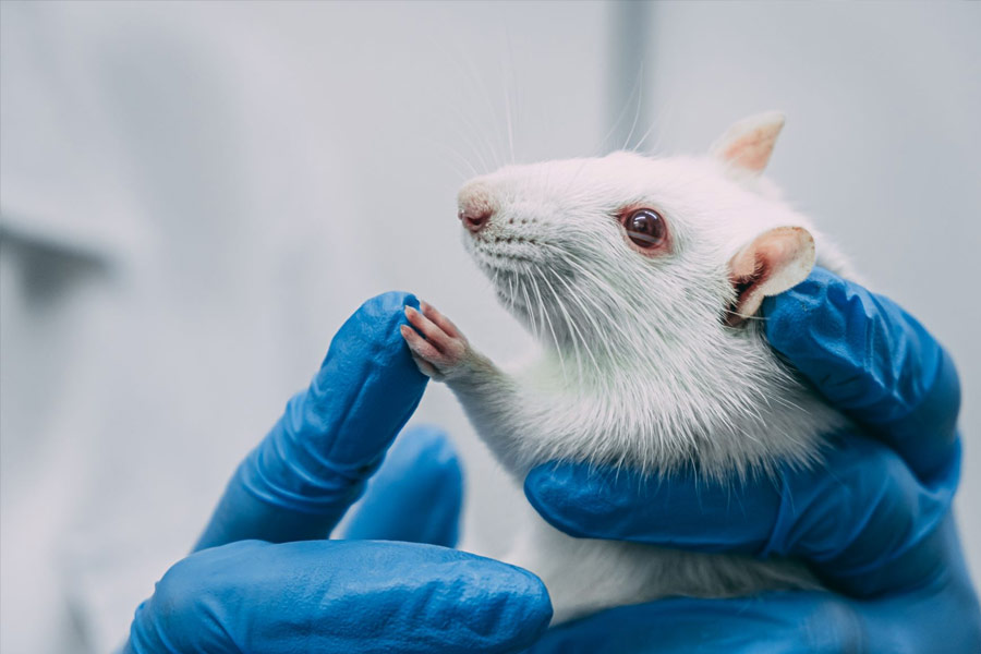 কোনও রকম শারীরিক ক্ষতি না করেই ইঁদুরের মাথায় ওই যন্ত্র লাগানো হয়েছিল। অস্ত্রোপচারের কারণে ইঁদুরের শরীরে কিছু অস্বস্তি দেখা গেলেও শীঘ্রই তা ঠিক হয়ে যায় বলে জানিয়েছেন ডিআরডিও-র এক জন বিজ্ঞানী।