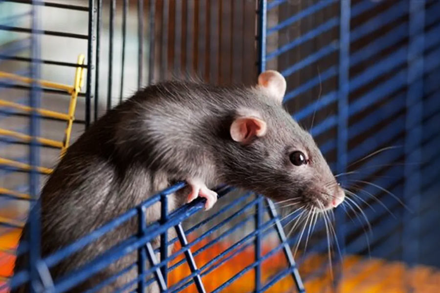 কী ভাবে কাজ করবে ‘র‌্যাট সাইবর্গ’? এই ইঁদুরের মাথায় লাগানো ওই যন্ত্র তাদের মস্তিষ্কে সঙ্কেত পাঠায়। স্নায়ুতন্ত্রে পাঠানো সঙ্কেত পেয়ে ইঁদুরগুলি নির্দিষ্ট দিকে চলাফেরা করতে বা দৌড়তে পারে।