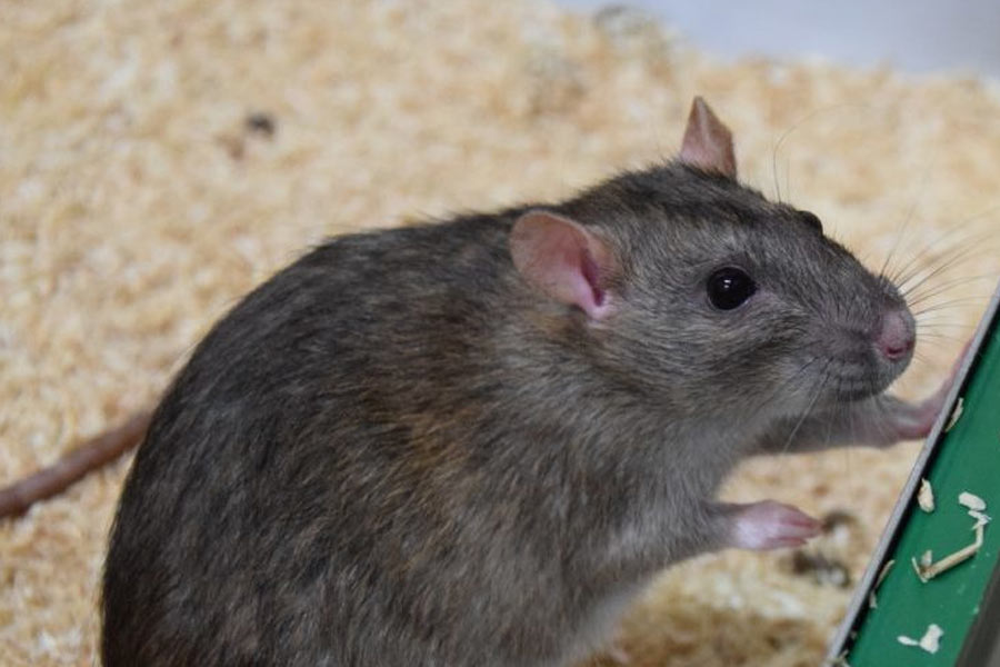 চলতে চলতে ইঁদুরটি যদি থেমে যায় বা সঙ্কেত পেতে অসুবিধা হয়, তা হলে রিমোট কন্ট্রোলের মাধ্যমেও চালনা করা যেতে পারে এদের।