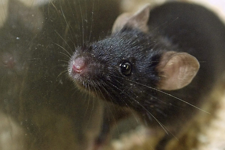 তবে বিজ্ঞানীদের একাংশের দাবি, গ্রামের তুলনায় শহরে ‘র‌্যাট সাইবর্গ’ বেশি দক্ষতার সঙ্গে কাজ করতে পারে।