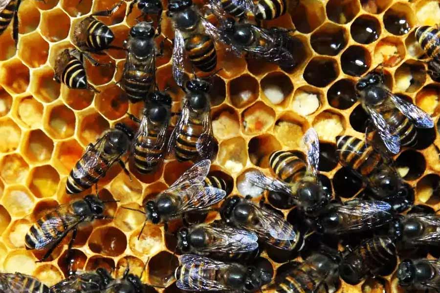 বিজ্ঞান পত্রিকা ‘ওয়ারড্‌’-এর একটি প্রতিবেদন অনুযায়ী, ১৯৯৪ সালে আমেরিকার বায়ুসেনা সাইবর্গ মৌমাছি কাজে লাগিয়েছিল।