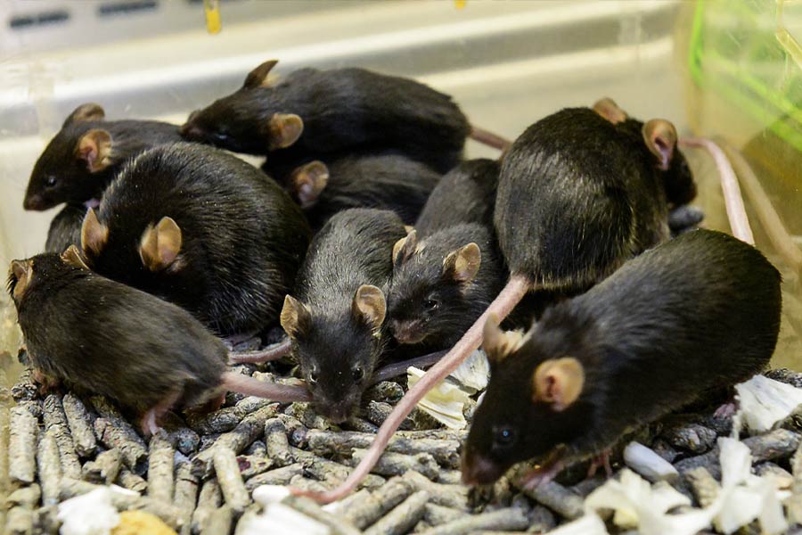 এর আগে আমেরিকার ‘দর্প’ প্রকল্পে, অনুসন্ধানের কাজে ‘র‌্যাট সাইবর্গ’ কাজে লাগানো হয়েছিল। এ ছাড়াও সামরিক ক্ষেত্রে কাজে লাগানোর জন্য যন্ত্র লাগানো পোকামাকড় তৈরিতেও বিনিয়োগ করেছে আমেরিকা।