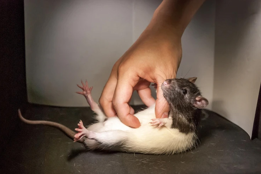 বিভিন্ন দেশ সাইবর্গ প্রাণী তৈরির কাজে মন দিলেও প্রাণী অধিকার কর্মীরা বার বার এর নিন্দা করে এসেছেন। সাইবর্গ প্রাণী তৈরির নৈতিকতা নিয়েও প্রশ্ন তুলেছেন অনেকে।