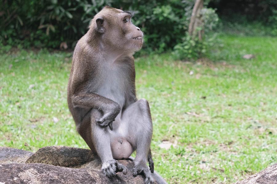 মানুষের দেহে বাঁদরের অণ্ডকোষ প্রতিস্থাপন করে দেখিয়েছিলেন ভোরোনফ। সেটাই ছিল তাঁর বিশেষত্ব। এই অণ্ডকোষ প্রতিস্থাপনের পরেই যে কোনও ব্যক্তির বয়স কমে যায় বলে দাবি করেছিলেন তিনি।