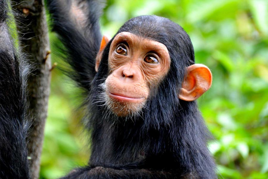 ১৯১৩ সালে এক ফরাসি যুবকের দেহে তিনি শিম্পাঞ্জির থাইরয়েড গ্রন্থি প্রতিস্থাপিত করেছিলেন। ভোরোনফের দাবি, তাঁর চিকিৎসার পরে ওই যুবকের দেহে তাৎপর্যপূর্ণ কিছু পরিবর্তন এসেছিল। যা থেকে স্পষ্ট, বয়স কমে গিয়েছে যুবকের।