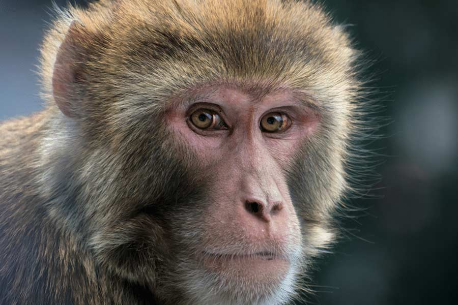 বিশ্বযুদ্ধের সময় বাঁদরের অণ্ডকোষ মানুষের দেহে বসানো এবং তার সম্ভাব্য ফলাফলের কথা চিন্তা করেন ভোরোনফ। তিনি মনে করতেন, মানবদেহে অণ্ডকোষের ভূমিকা কেবল যৌনক্রিয়ায় সীমাবদ্ধ নয়।