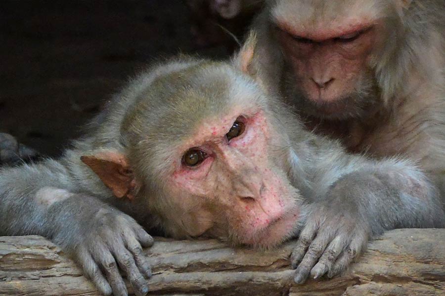 ১৯২৩ সালে লন্ডনের সভার পর ভোরোনফের চিকিৎসা পদ্ধতি এবং অস্ত্রোপচারের চমক ব্যাপক জনপ্রিয়তা লাভ করে। দেশ-বিদেশের বহু মানুষ বাঁদরের অণ্ডকোষ নিজের দেহে বসিয়ে বয়স কমানোর আগ্রহ প্রকাশ করেন।