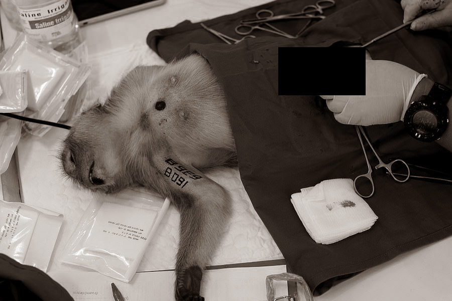 ১৯২০ থেকে ১৯৪০— এই ২০ বছরে অন্তত ২ হাজার মানুষের দেহে বাঁদরের অণ্ডকোষ বসানো হয়েছিল। যার মধ্যে শুধুমাত্র ফ্রান্সের বাসিন্দাই ছিলেন ৫০০ জন।