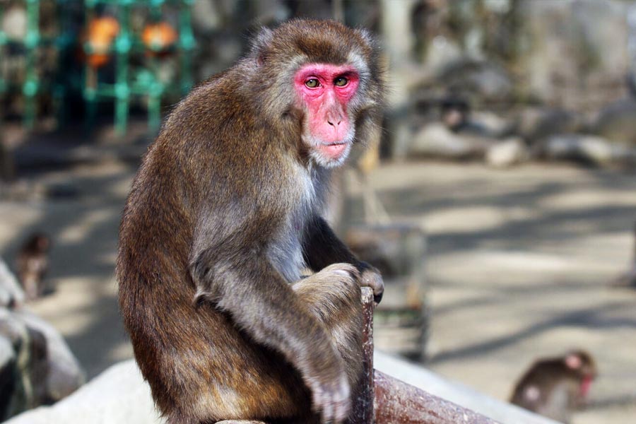 বাড়তে থাকা চাহিদার সঙ্গে তাল মেলাতে ভোরোনফ একটি বাঁদরের খামার চালু করেছিলেন। বাঁদরের চাষ করা হত সেখানে।