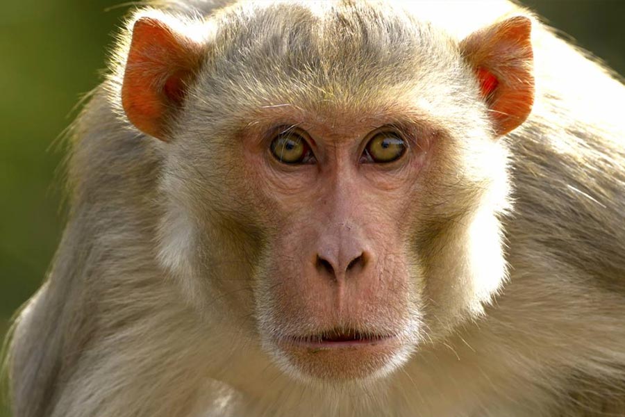 শুধু অণ্ডকোষেই থেমে থাকেননি ভোরোনফ। স্ত্রী দেহে বাঁদরের জরায়ুও তিনি প্রতিস্থাপিত করেছিলেন। ৪৮ বছরের এক ব্রাজিলীয় মহিলা সেই অস্ত্রোপচারের পর ৩৫ বছর বয়সে নেমে এসেছিলেন বলে দাবি করেন তিনি। ৪ মাসের মধ্যে অন্তত ১৬ কিলোগ্রাম ওজন কমে গিয়েছিল ওই মহিলার। এখানেই শেষ নয়, বাঁদরের দেহে মানুষের অঙ্গ বসানোর চেষ্টাও করেছিলেন ভোরোনফ। তবে তাঁর সেই পরীক্ষা সফল হয়নি।