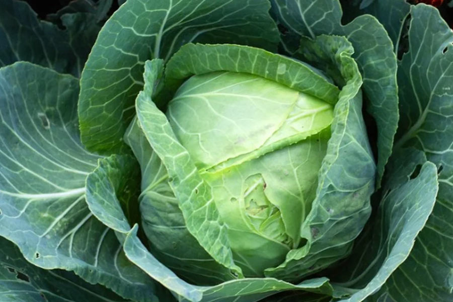 বাঁধাকপিতে থাকে পাতার অজস্র স্তর। একটি একটি করে সেই স্তর খুলে ফেলা যায়। অনেক পাতা একত্রে জমাট বেঁধে বাঁধাকপি তৈরি হয়। 