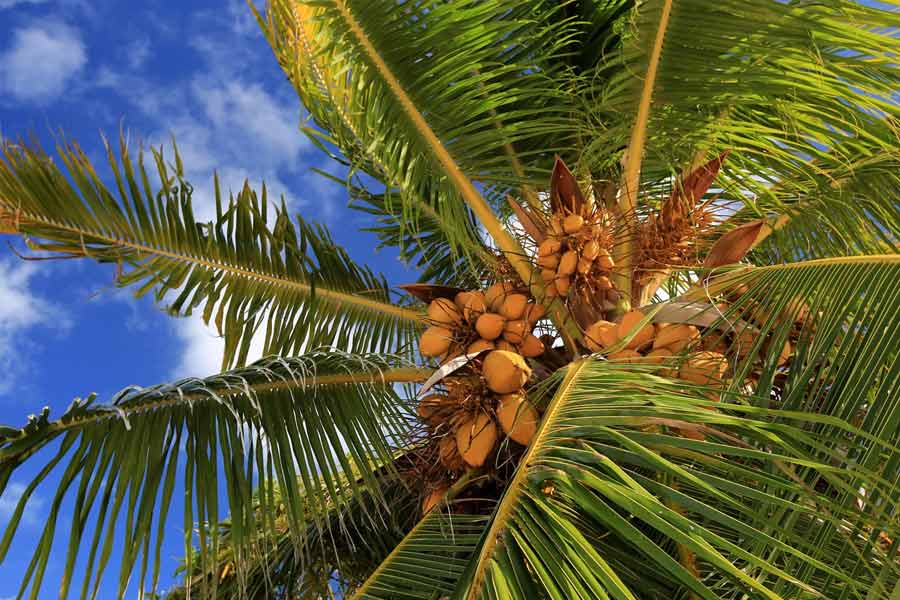 দ্বীপে পৌঁছে নতুন সমস্যায় পড়লেন মৎস্যজীবীরা। খাওয়ার মতো ১০ দিনের রেশন রয়েছে। কিন্তু পানীয় নেই। সমুদ্রের জল দিয়েই তাঁরা রান্না শুরু করলেন। দ্বীপে ছিল অনেক নারকেল গাছ। সেখান থেকে নারকেল পেরে সেই জল খেয়েই কাটতে লাগল এডিসন আর অগাস্টিনদের। 