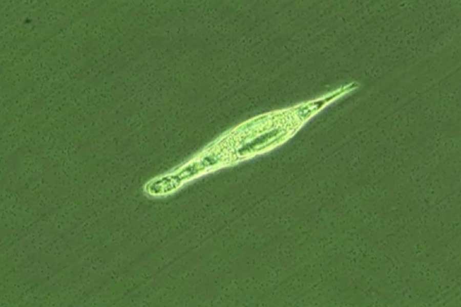 পৃথিবীর বিভিন্ন প্রান্তে এমন অনেক কিছুই লুকিয়ে থাকে যা আবিষ্কারের পর স্তম্ভিত হয়ে পড়ে বিশ্ববাসী। মাটির গভীর অন্ধকার থেকে এমনই এক অজানার সন্ধান পাওয়া গিয়েছিল।সেই ‘ডেলয়েড রটিফার’ নিয়ে অনবরত গবেষণা করছেন রাশিয়ার বিজ্ঞানীরা। গবেষণার ফলে বহু না জানা তথ্য প্রকাশ্যে এসেছে।