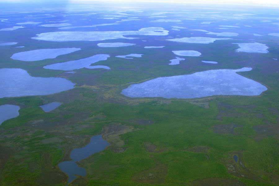 গবেষণার মাধ্যমে লক্ষ করা গিয়েছে যে, হিমাঙ্কের অনেক নীচের তাপমাত্রাতেও ডেলয়েড রটিফার বেঁচে থাকতে পারে। হাতেনাতে তার প্রমাণও পেয়েছেন বিজ্ঞানীরা।