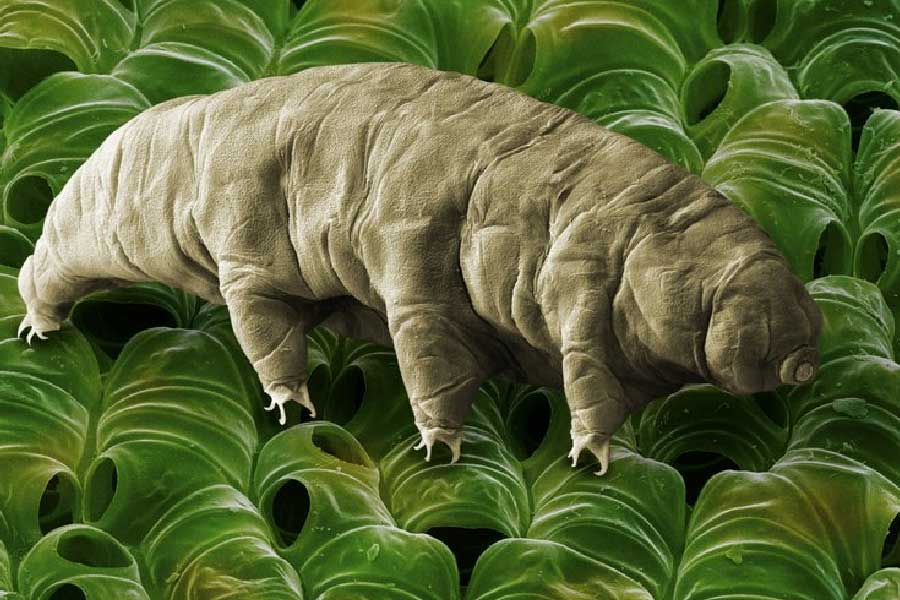 রাশিয়ার সুদূর উত্তরে ইয়াকুতিয়া নামে একটি জায়গায় গবেষণা করছিলেন রাশিয়ার বিজ্ঞানীরা। সেখানকার আালাজ়েয়া নদীর মাটি থেকে খোঁজ পাওয়া গিয়েছে ডেলয়েড রটিফার নামে এক অদ্ভুত প্রাণীর।