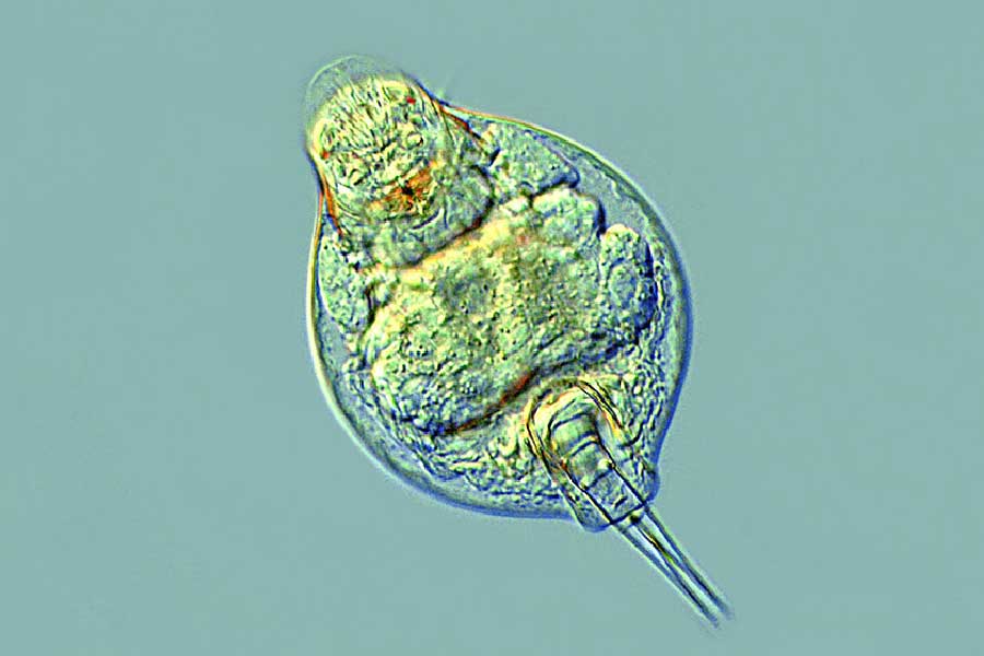 ডেলয়েড রটিফারের অন্যতম বৈশিষ্ট্য হল যে, তারা ভয়ঙ্কর পরিবেশেও বেঁচে থাকতে পারে। মাইনাস ২০ ডিগ্রি সেলসিয়াস তাপমাত্রায় এই প্রাণীটিকে পরীক্ষা করার জন্য রাখা হয়েছিল। দেখা গিয়েছিল, বরফের মধ্যে ভয়ঙ্কর ঠান্ডায় ডেলয়েড রটিফার টানা দশ বছর বেঁচেছিল।