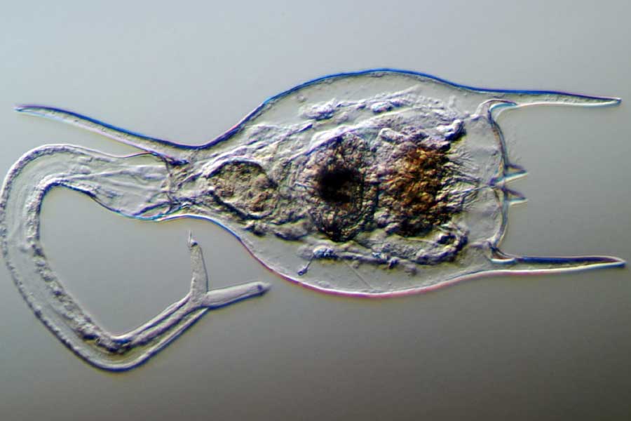 ডেলয়েড রটিফারের সঙ্গে নেমাটোড এবং রাউন্ডওয়ার্মও খুঁজে পাওয়া গিয়েছে। ৩.৫ মিটার তলায় জীবন্ত অবস্থায় পাওয়া যায় ডেলয়েড রটিফার।