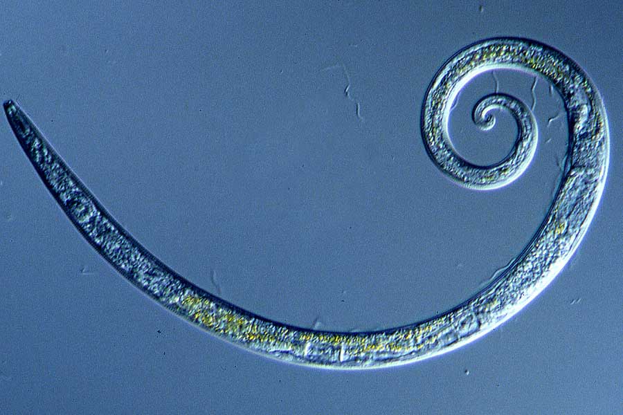 গবেষণা করে দেখা যায়, ডেলয়েড রটিফারের বয়স ২৩ হাজার ৯৬০ থেকে ২৪ হাজার ৪৮৫ বছরের মধ্যে। 