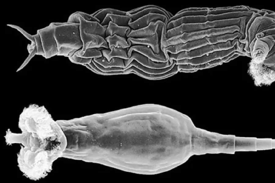 ডেলয়েড রটিফার একটি বহুকোষী প্রাণী। দেহের আকার কয়েক মাইক্রোমিটার হলেও দেহে মস্তিষ্ক, মুখমণ্ডল, পাকস্থলী, মাংসপেশি এমনকি জননতন্ত্রও উপস্থিত।