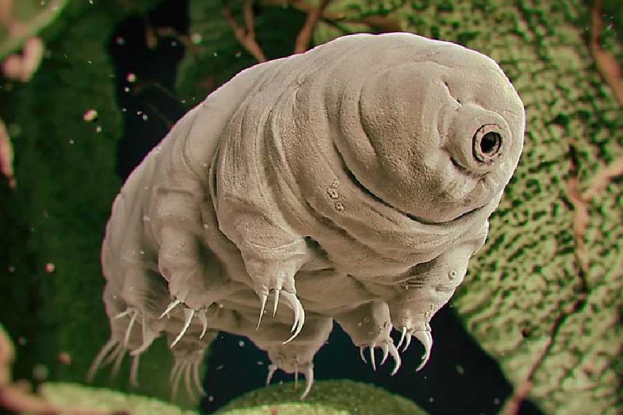 সাধারণত, আর্দ্র পরিবেশে ডেলয়েড রটিফারের উপস্থিতি লক্ষ করা যায়। জলজ পরিবেশ ছাড়াও গাছের ডালে খোঁজ পাওয়া যায় ডেলয়েড রটিফারের।