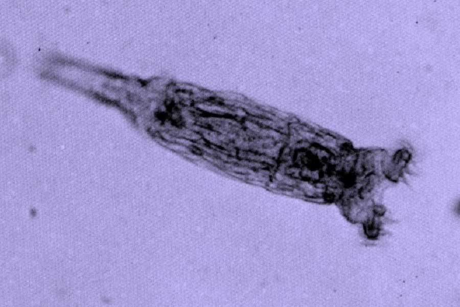 কোষের ভিতর কোনও ডিএনএ ক্ষতিগ্রস্ত হলে নিজে থেকেই তা সারিয়ে ফেলার ক্ষমতা রয়েছে ডেলয়েড রটিফারের। কিন্তু কোন পদ্ধতিতে রটিফার এই অসাধ্যসাধন করে তা এখনও অজানা।