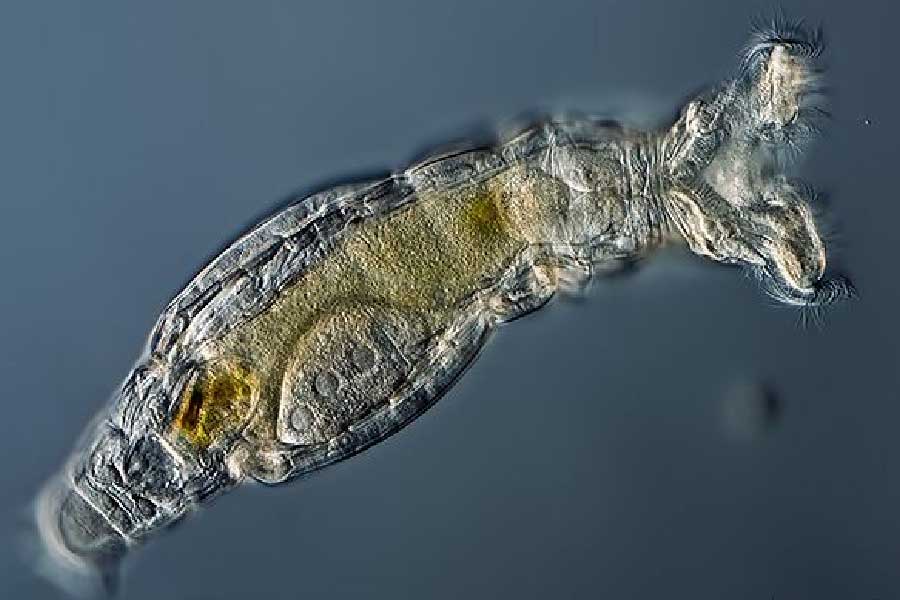 অযৌন জনন প্রক্রিয়ার মাধ্যমে নিজেদের বংশবৃদ্ধি করে ডেলয়েড রটিফার।