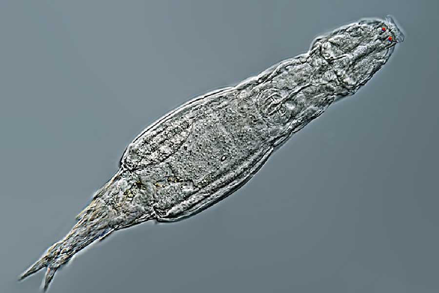 এমনকি, ডেলয়েড রটিফারকে মহাকাশেও পাঠানো হয়েছে। সেখানকার পরিবেশে বেঁচে থাকতে পারে কি না, তা নিয়েও পরীক্ষা চলছে। তবে, এই অণুজীবের অনেক বৈশিষ্ট্যই এখনও রহস্যে মোড়া। তারা আর কী কী অসাধ্যসাধন করতে পারে তা-ই দেখার। 