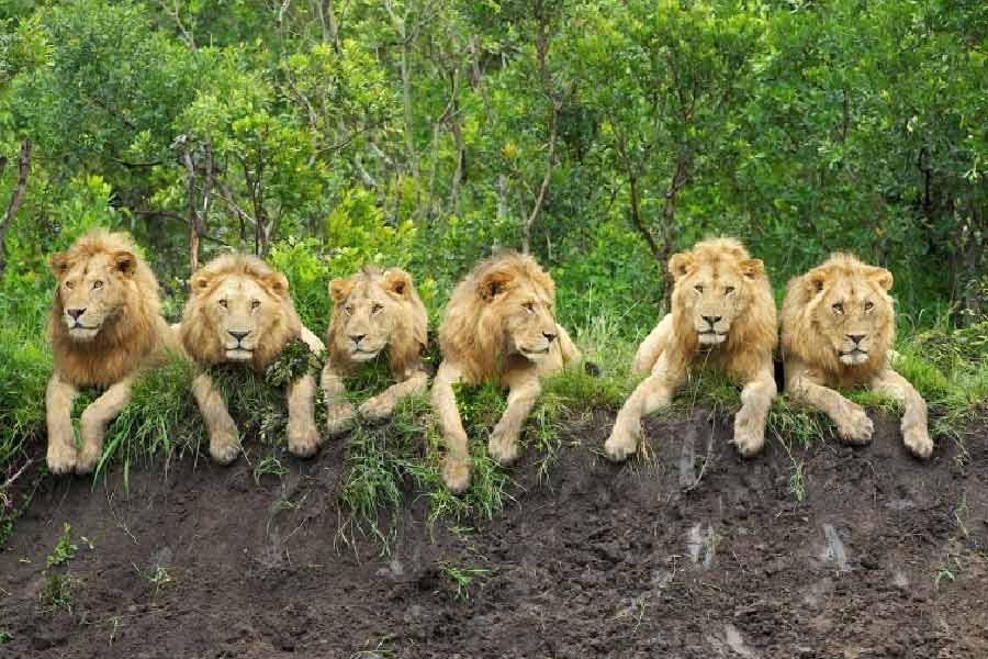 পালানোর পথে হঠাৎই সিংহের একটি দলের মুখে পড়ে অপহরণকারীরা। তিনটি সিংহকে সামনাসামনি দেখে তারা ওই অর্ধমৃত কিশোরীকে ওখানেই ফেলে রেখে পড়িমড়ি ঘটনাস্থল থেকে পালিয়ে যায়।