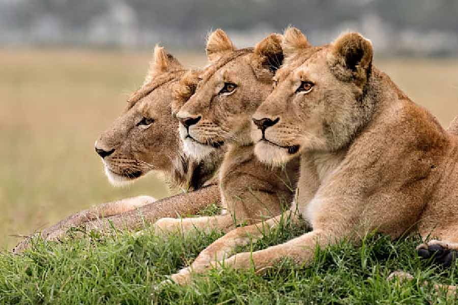 এর পরই ঘটে এক অবিশ্বাস্য ঘটনা। দুষ্কৃতীদের খুঁজতে খুঁজতে পুলিশ ওই জায়গায় পৌঁছে দেখে আহত কিশোরীকে ঘিরে ‘পাহারা’ দিচ্ছে তিনটি সিংহ।