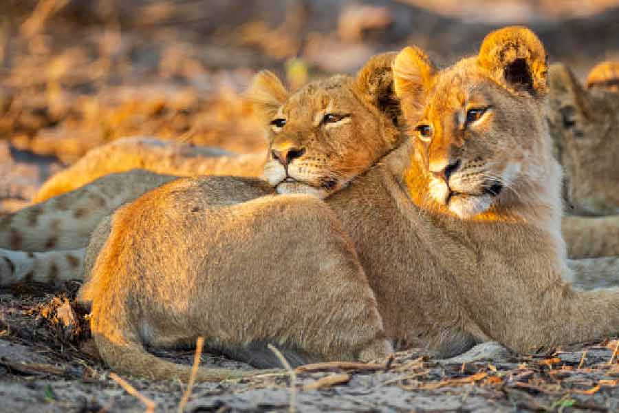 স্বভাববিরুদ্ধ হয়ে তিন সিংহের মধ্যে কেউ ওই কিশোরীর গায়ে নাকি একটি আঁচড় অবধি কাটেনি। আর তা দেখেই হতবাক হয়ে যায় পুলিশ।