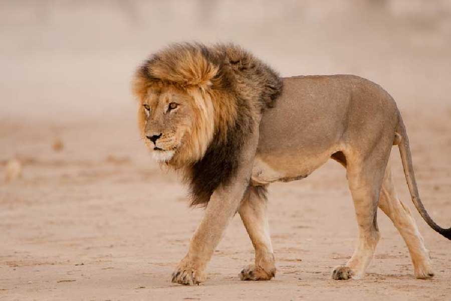 এক সংবাদমাধ্যমে ওয়ান্ডমু বলেন, ‘‘আমরা ওই কিশোরীকে খুঁজে না পাওয়া পর্যন্ত সিংহরা তাকে পাহারা দিচ্ছিল। আমাদের দেখে তারা জঙ্গলে ফিরে যায়।’’