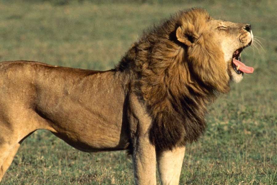 তবে কিছু পশু বিশেষজ্ঞ এই ঘটনার সত্যতা নিয়ে প্রশ্ন তুলেছিলেন। পশু বিশেষজ্ঞ কর্নেল লেমা লেগেসের দাবি ছিল, ওই কিশোরীকে মোটেও পাহারা দিচ্ছিল না সিংহের দল। উল্টে বাচ্চা মেয়েটির মরার অপেক্ষায় ছিল তারা।