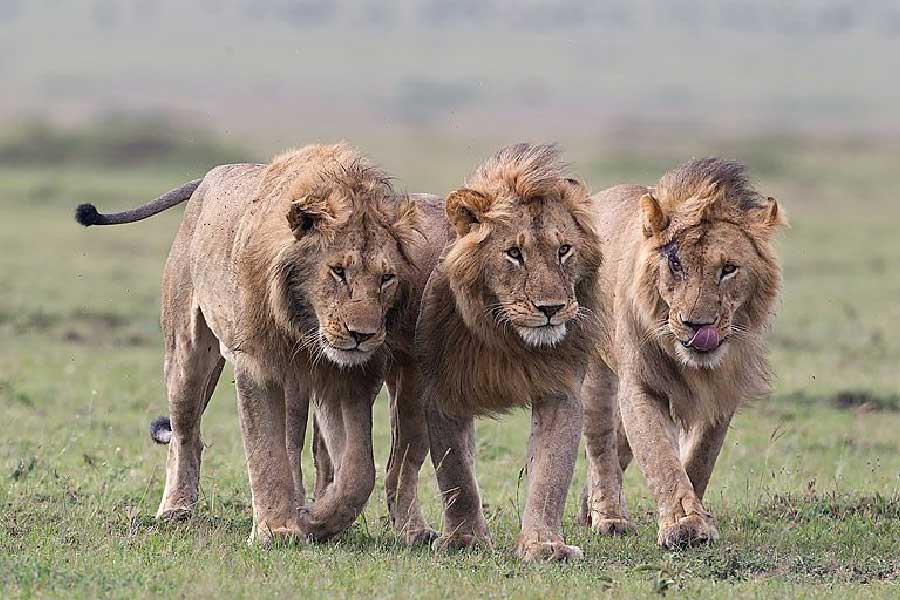 লেমা জানান, কিশোরীর মারা যাওয়ার পর তাকে দিয়ে রসনাতৃপ্তির পরিকল্পনা ছিল তিন সিংহের। যাতে অন্য কোনও প্রাণী এসে তাদের শিকারে ভাগ না বসাতে পারে, সেই জন্যই ওখানে ঠায় দাঁড়িয়ে ছিল তারা।  কিন্তু একসঙ্গে অনেক পুলিশকে দেখে তারা পালিয়ে যায়।