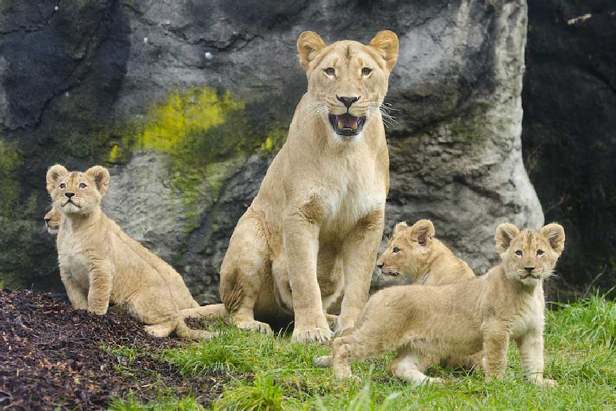 ইথিওপিয়ার এক বন্যপ্রাণী বিশেষজ্ঞের আবার দাবি ছিল, কিশোরীর কান্না অনেকটা সিংহ শাবকের কান্নার মতো মনে হয়েছিল সিংহ দলের। আর সেই কারণেই তারা ওই কিশোরীকে মারতে পারেনি।
