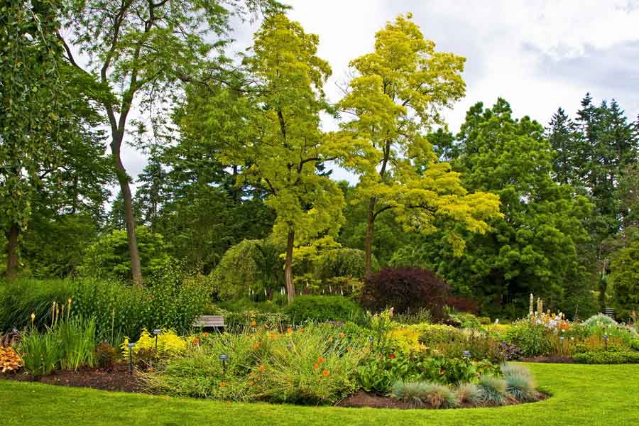 হেনরি সিদ্ধান্ত নেন, বাড়ির সামনের জমিতে কয়েকটি গাছ তিনি কেটে ফেলবেন। ঠিক করেন সবার আগে সেই গাছ কাটবেন, যেটি এক সময়ে তাঁর ‘প্রাণ বাঁচিয়েছিল’।