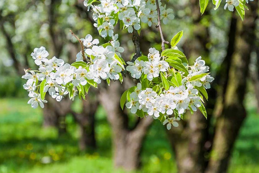 প্রথমে গাছের বিরাট বড় কাণ্ডে ছোট ছোট অনেকগুলি ছিদ্র করেন হেনরি। তার পর সেই ছিদ্রগুলি ডিনামাইট দিয়ে ভরে ফেলা হয়।