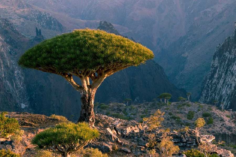 ভারত মহাসাগরের বুকে বিস্ময় দ্বীপ সোকোত্রা। গাছের পাতা থেকে শুরু করে ফুল, পাখি— এই দ্বীপের সব কিছুই বিরল। পৃথিবীর আর কোনও প্রান্তে এই সমস্ত প্রাণী বা গাছগাছালি দেখা যায় না।