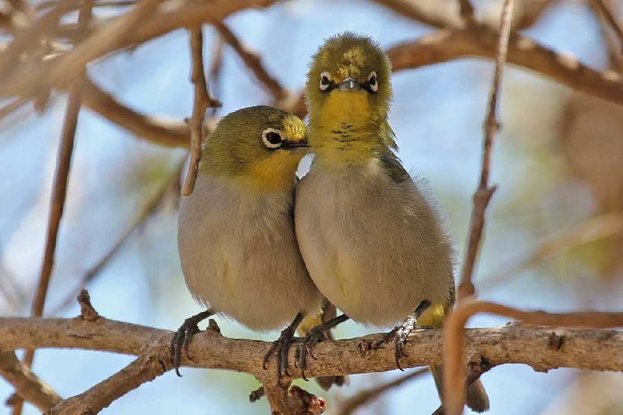 সোকোত্রা দ্বীপে অন্তত ১৯০ প্রজাতির পাখি রয়েছে। ভূতত্ত্ববিদ এবং পরিবেশ বিশারদদের দাবি, এই ১৯০ প্রজাতির পাখি সোকোত্রার বাইরে আর কোথাও দেখা যায় না। এদের মধ্যে ৪৪টি প্রজাতি ওই দ্বীপেই থাকে। বাকিরা পরিযায়ী, নিয়মিত দ্বীপে উড়ে আসে তারা।