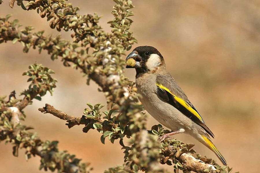 সোকোত্রার বিরল প্রজাতির প্রাণীদের মধ্যে উল্লেখযোগ্য সোকোত্রা ওয়ার্বলার পাখি, সোকোত্রা বান্টিং পাখি, সোকোত্রা লাইমস্টোন ক্র্যাব (চুনাপাথর কাঁকড়া), সোকোত্রা করমোর‌্যান্ট, সোকোত্রা সানবার্ড, মিশরীয় শকুন, লগারহেড টার্টল। 