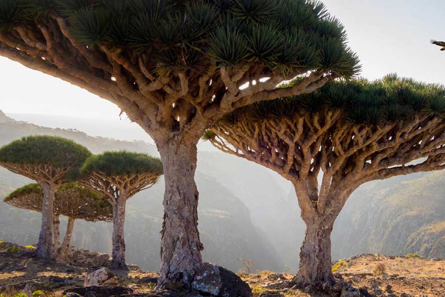 এই দ্বীপের গাছগাছালির বৈচিত্র্যও চোখে পড়ার মতো। উল্লেখযোগ্য কিছু গাছের নাম, সোকোত্রা পোমেগ্র্যানেটস, ফ্র্যাঙ্কিন্সেন্স, ঘৃতকুমারী গাছের নানা প্রজাতি, জায়ান্ট সাক্লুসেন্ট ট্রি, মীর ট্রি ইত্যাদি।