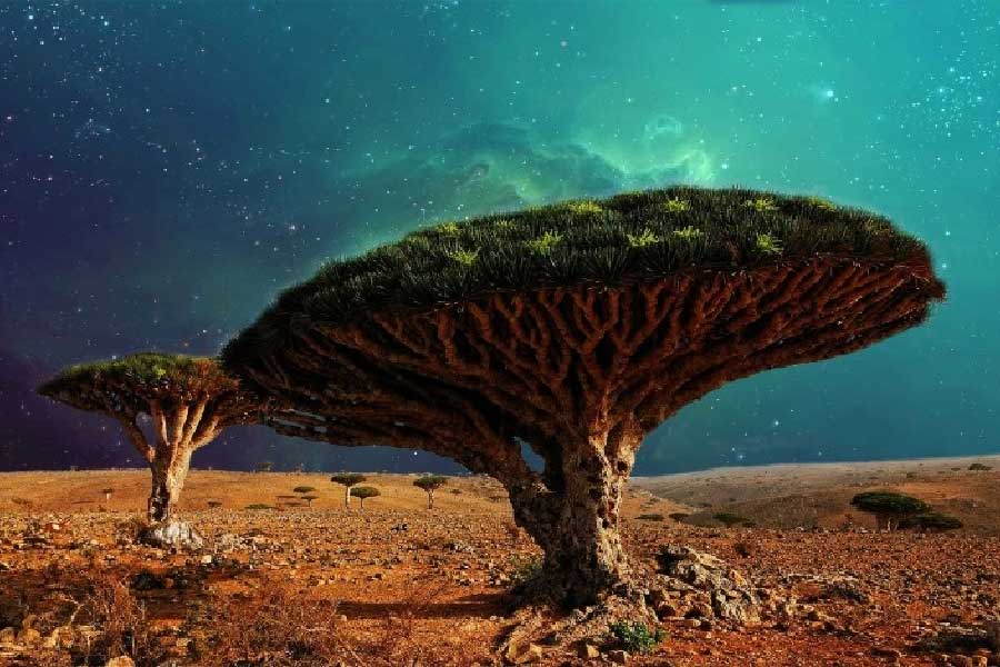 সোকোত্রা দ্বীপের বিখ্যাত একটি গাছের নাম ‘ড্র্যাগন ব্লাড ট্রি’। এই গাছের ছাল থেকে লাল রঙের এক প্রকার তরল পদার্থ বেরিয়ে আসে। এটি রেসিন বা গাছের রজন পদার্থ। এই রক্তাভ তরলের কারণেই গাছটির এমন নামকরণ করা হয়েছে। যেন ‘ড্রাগনের রক্ত’ গড়িয়ে পড়ে এই গাছের শরীর থেকে।