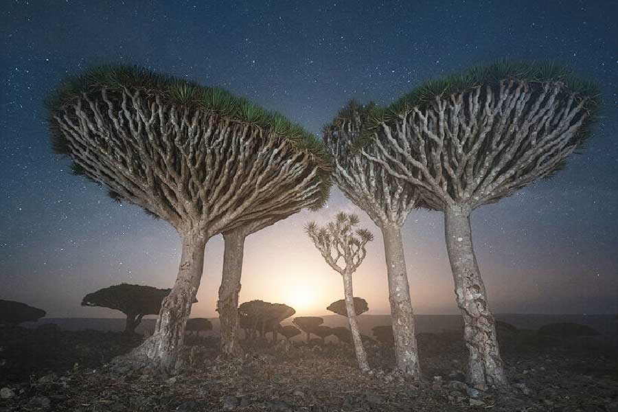 এই গাছটি দেখতেও চমকপ্রদ। সরু লম্বা কাণ্ড উপর দিকে উঠে গিয়ে শাখাপ্রশাখা মেলে দিয়েছে ছাতার মতো। তার উপরেই গজিয়েছে সবুজ পাতা। এই গাছ থেকে প্রাপ্ত রজন ওষুধ তৈরির কাজে লাগে। 